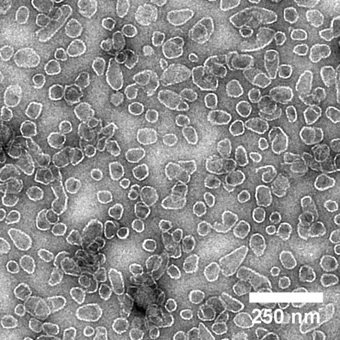 Electron micrograph of self-assembled HIV capsids used as bait to identify interacting host proteins; image credit Derrick Lau