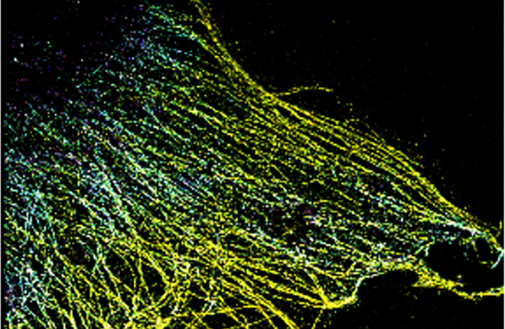 3D super-resolution microscopy imago of cellular microtubule network